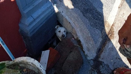 Petugas Damkartan Karangasem menyelamatkan anjing masuk gorong-gorong di Jalan Raya Pesagi, Lingkungan Ujung, Karangasem, Kamis (8/2/2024). (dok. Damkartan Karangasem