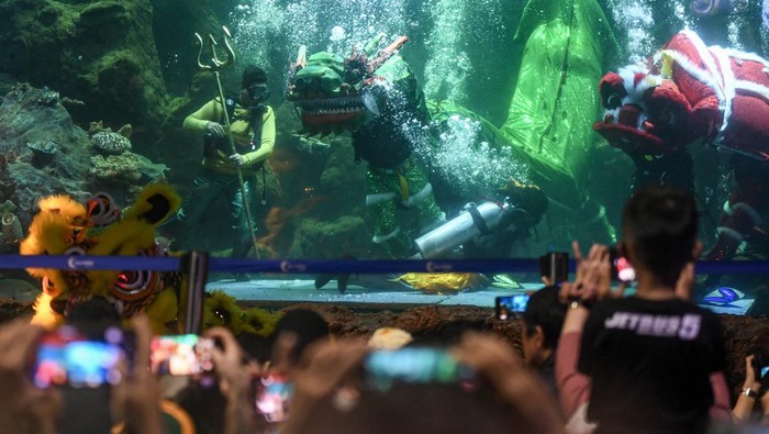 Atraksi Barongsai Berenang di Sea World Ancol Atraksi barongsai menghibur pengunjung di akuarium Sea World Ancol, Jakarta, Kamis (8/2/2024). Atraksi barongsai tersebut digelar untuk menyambut Tahun Baru Imlek 2575 Kongzili yang jatuh pada 10 Februari 2024. ANTARA FOTO/Muhammad Adimaja/tom.