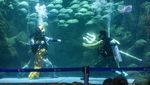 Melihat Atraksi Barongsai Berenang di Sea World Ancol