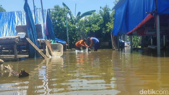 Banjir di Dukuh Pangkalan, RT 1 RW 6, Desa Kalianyar, Wonosalam, Demak, Kamis (8/2/2024).