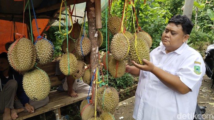 Durian Kedung Arum, durian lokal Kuningan yang punya rasa manis dan legit.