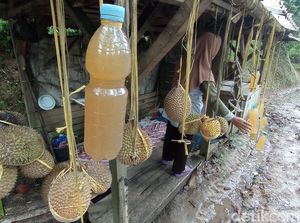 Menenggak Manisnya Lahang, Minuman Legendaris yang Jarang Ditemui