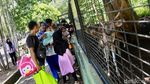 Libur Panjang, TM Ragunan Ramai Pengunjung