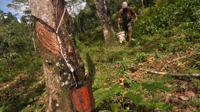 Petani memanen getah karet di perkebunan kampung Durian, Kabupaten Bengkulu Tengah, Bengkulu, Rabu (7/2/2024). Kementerian Pertanian mencatat total luas areal kebun karet nasional dalam dua tahun terakhir yang mencakup perkebunan rakyat (PR), Perkebunan bersama Negara (PBN) dan Perkebunan bersama Swasta (PBS) menunjukkan penurunan mulai dari 3.826.451 hektare (ha) pada 2022 menjadi 3.824.939 ha 2023. ANTARA FOTO/Muhammad Izfaldi/aww.