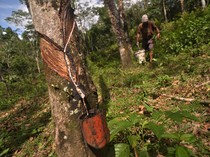 Luas Lahan Perkebunan Karet di RI Terus Berkurang