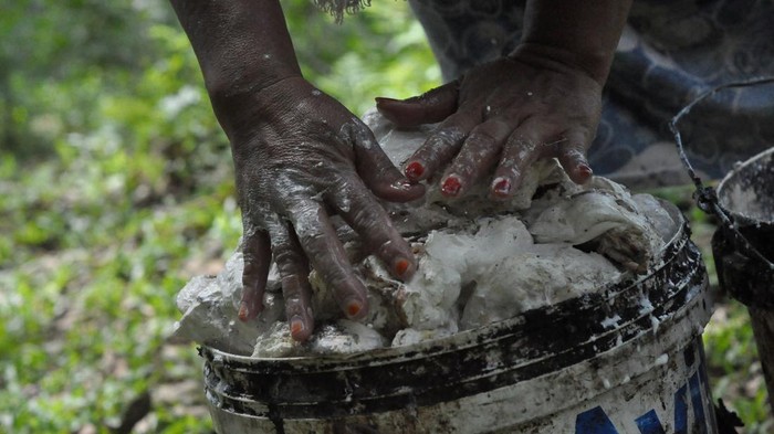 Luas Lahan Perkebunan Karet di RI Terus Berkurang Petani memanen getah karet di perkebunan kampung Durian, Kabupaten Bengkulu Tengah, Bengkulu, Rabu (7/2/2024). Kementerian Pertanian mencatat total luas areal kebun karet nasional dalam dua tahun terakhir yang mencakup perkebunan rakyat (PR), Perkebunan bersama Negara (PBN) dan Perkebunan bersama Swasta (PBS) menunjukkan penurunan mulai dari 3.826.451 hektare (ha) pada 2022 menjadi 3.824.939 ha 2023. ANTARA FOTO/Muhammad Izfaldi/aww.