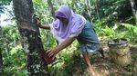 Luas Lahan Perkebunan Karet di RI Terus Berkurang
