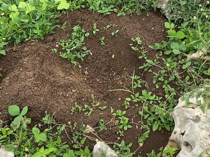 pohon alpukat di Pantai Setit Blitar hilang dicuri