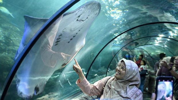 Wisatawan mengamati ikan di Sea World Ancol, Jakarta, Jakarta, Kamis (8/2/2024). Libur panjang dimanfaatkan warga Jakarta dan sekitarnya untuk mengunjungi tempat-tempat rekreasi di Ibu Kota. ANTARA FOTO/Muhammad Adimaja/tom.