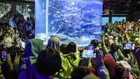 Wisatawan mengamati ikan di Sea World Ancol, Jakarta, Kamis (8/2/2024). 