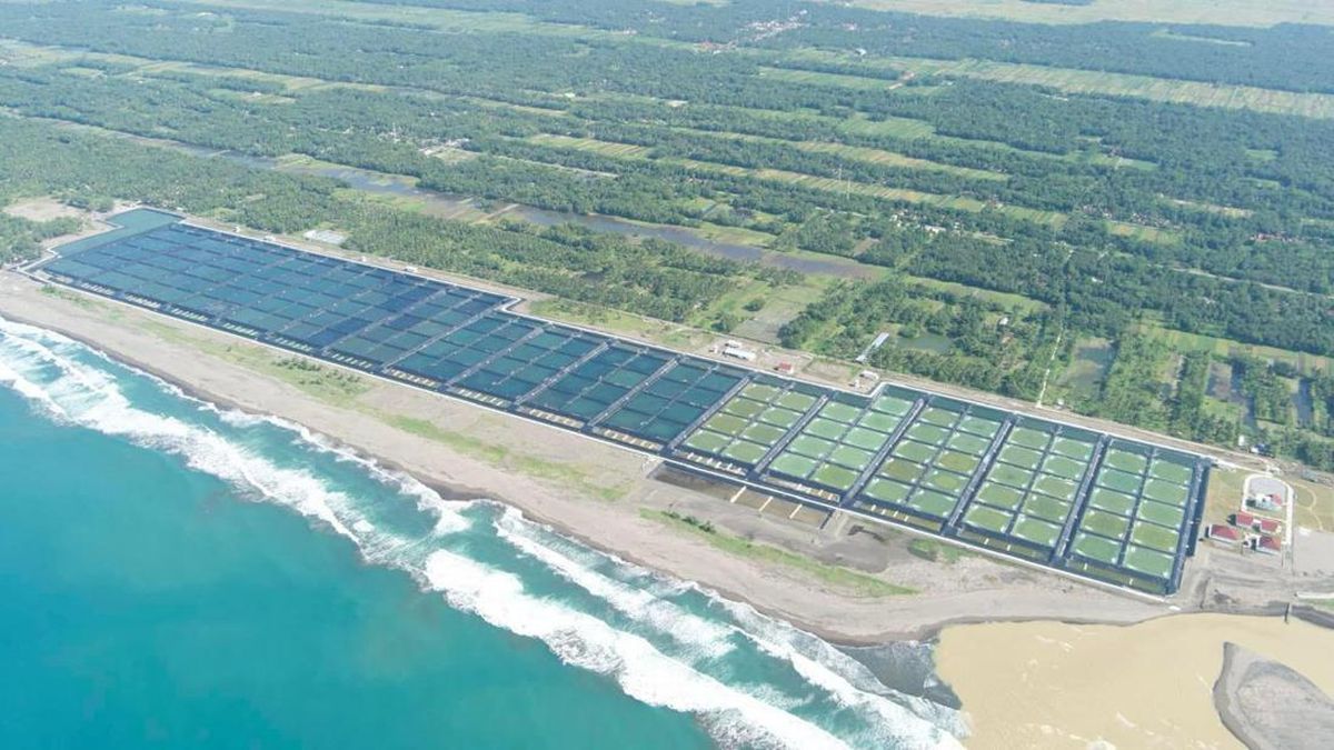 PEMERINTAH BANGUN TAMBAK UDANG RAKSASA RP7,2 TRILIUN DI SUMBA TIMUR, TARGETKAN PRODUKSI 52.800 TON PER TAHUN