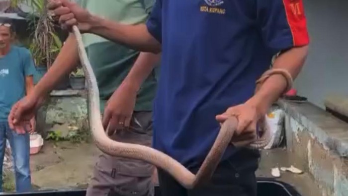 Seekor ular masuk ke rumah warga di Jalan Supul, Kelurahan Nefonaek, Kecamatan Kelapa Lima, Kota Kupang, NTT, Kamis (8/2/2024). (Istimewa).