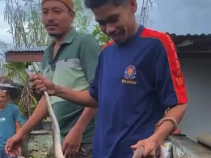 Heboh Ular Masuk Rumah Warga Kupang, Damkar Turun Tangan
