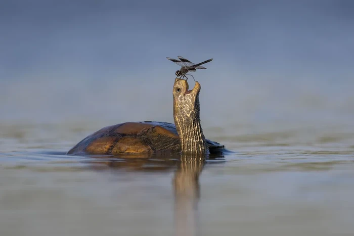 Wildlife Photographer of the Year People's Choice Award 2024