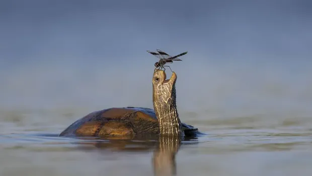 Wildlife Photographer of the Year People's Choice Award 2024