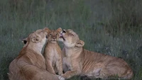 Dua singa betina pergi berburu, meninggalkan lima anak singa yang tersembunyi semalaman di semak-semak lebat, di Maasai Mara Mara, Kenya. Sekembalinya dari misi yang gagal, mereka memanggil anak-anak singa itu ke padang rumput terbuka dan mulai merawat diri.
