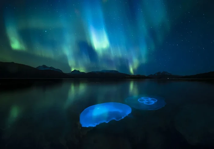 Wildlife Photographer of the Year People's Choice Award 2024