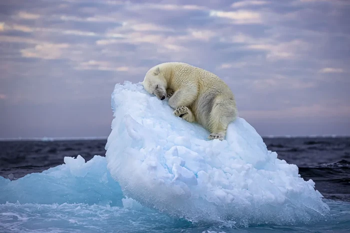 Wildlife Photographer of the Year People's Choice Award 2024 Wildlife Photographer of the Year People's Choice Award 2024