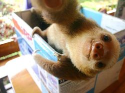 Aksi Gemas Para Hewan Narsis Depan Kamera