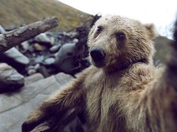 Aksi Gemas Para Hewan Narsis Depan Kamera