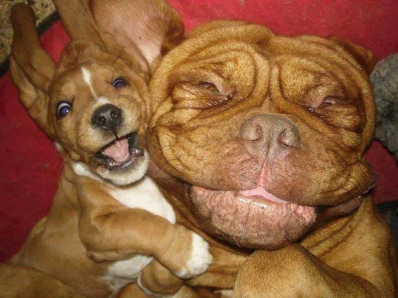 Aksi Hewan Selfie Narsis, Bikin Gemas