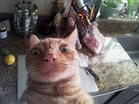 Aksi Hewan Selfie Narsis, Bikin Gemas