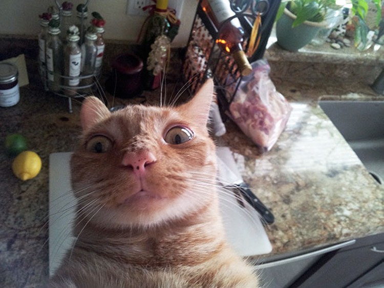 Aksi Hewan Selfie Narsis, Bikin Gemas