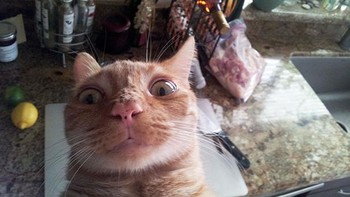 Selfie dulu gaes sebelum mulai masak-masak. Foto: Boredpanda