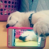 Aksi Hewan Selfie Narsis, Bikin Gemas