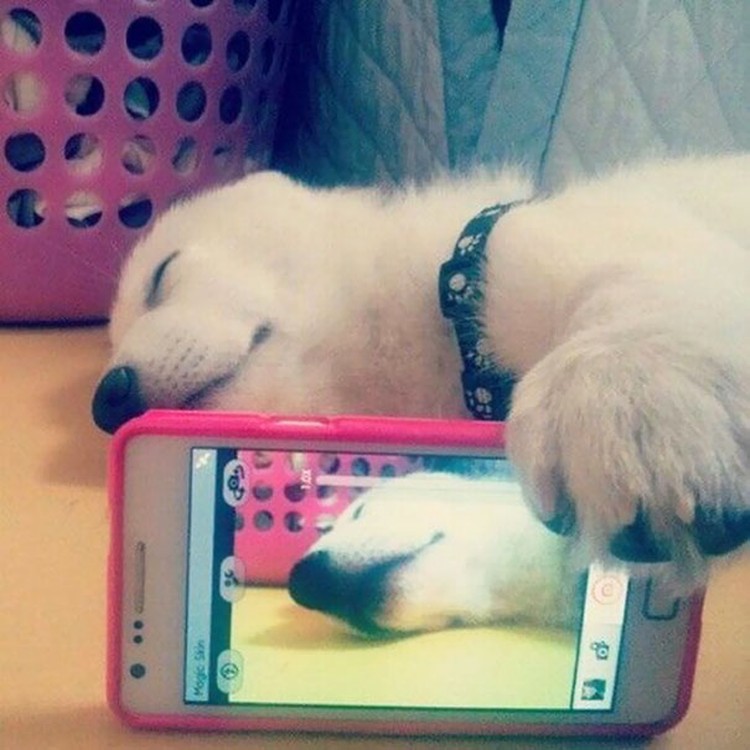 Aksi Hewan Selfie Narsis, Bikin Gemas
