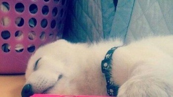 Tidur pun harus diabadikan kamera. Foto: Boredpanda