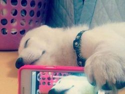 Aksi Gemas Para Hewan Narsis Depan Kamera