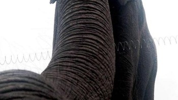 Fungsi lain belalai gajah, bisa ambil foto selfie juga. Foto: Boredpanda