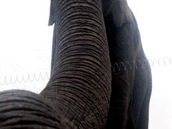 Aksi Gemas Para Hewan Narsis Depan Kamera