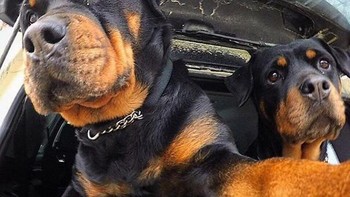 Ayo kita selfie, lapor ke pak bos. Foto: Boredpanda