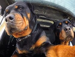 Aksi Gemas Para Hewan Narsis Depan Kamera