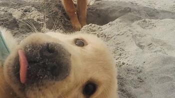Dia sibuk main pasir, aku selfie aja deh. Foto: Boredpanda