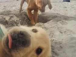 Aksi Gemas Para Hewan Narsis Depan Kamera