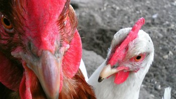 Tatapan tajam si ayam. Foto: Boredpanda