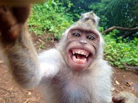 Aksi Hewan Selfie Narsis, Bikin Gemas