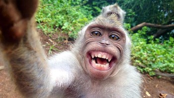 Pamer gigi dulu di depan kamera. Foto: Boredpanda