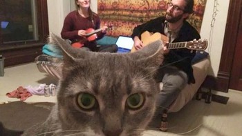 Abadikan momen sama majikan lagi main gitar. Foto: Boredpanda