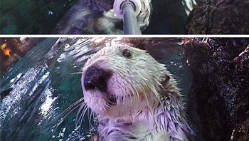 Keren banget berang-berang selfie pakai tongsis. Foto: Boredpanda