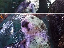 Aksi Gemas Para Hewan Narsis Depan Kamera