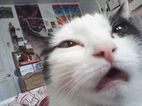 Aksi Hewan Selfie Narsis, Bikin Gemas