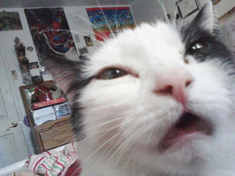 Aksi Hewan Selfie Narsis, Bikin Gemas