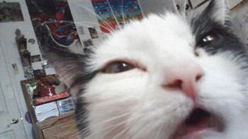 Begini nih belum siap difoto. Foto: Boredpanda