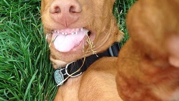 Keren juga selfie sambil tiduran di atas rumput. Foto: Boredpanda