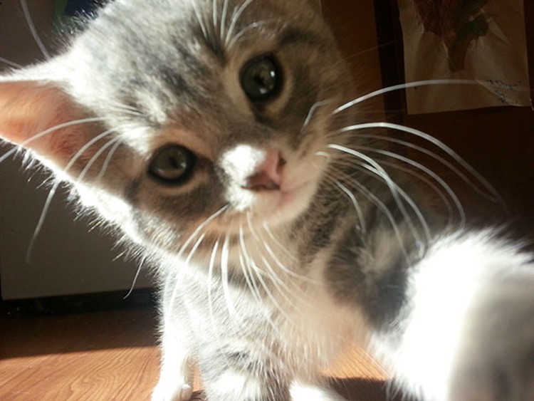 Aksi Hewan Selfie Narsis, Bikin Gemas