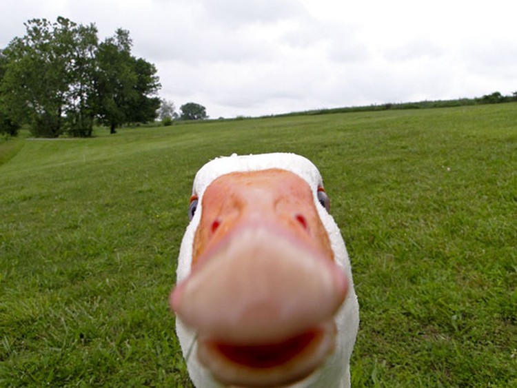 Aksi Hewan Selfie Narsis, Bikin Gemas